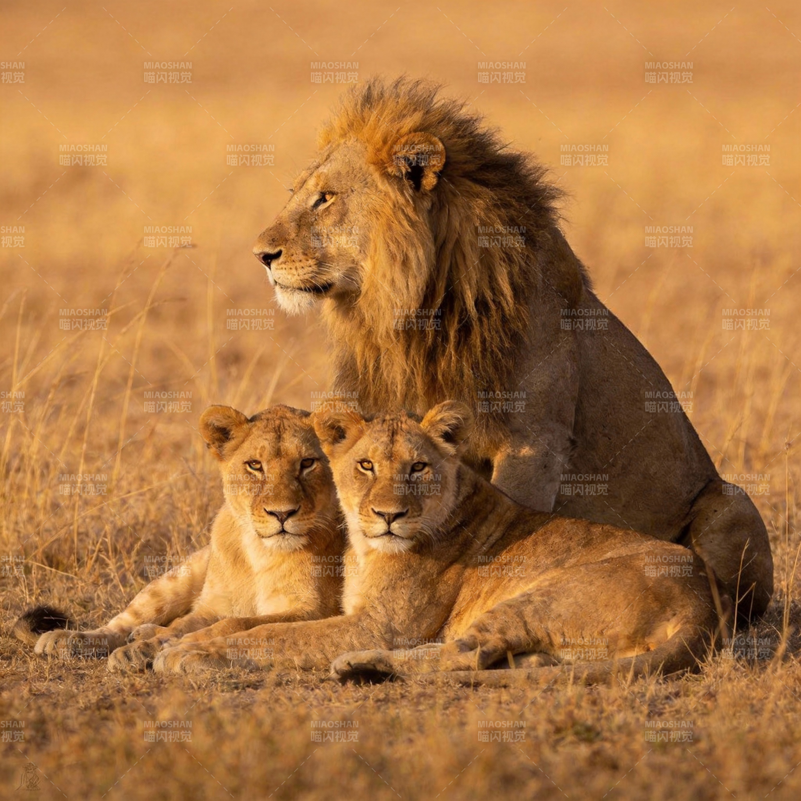 狮群静憩草原图片