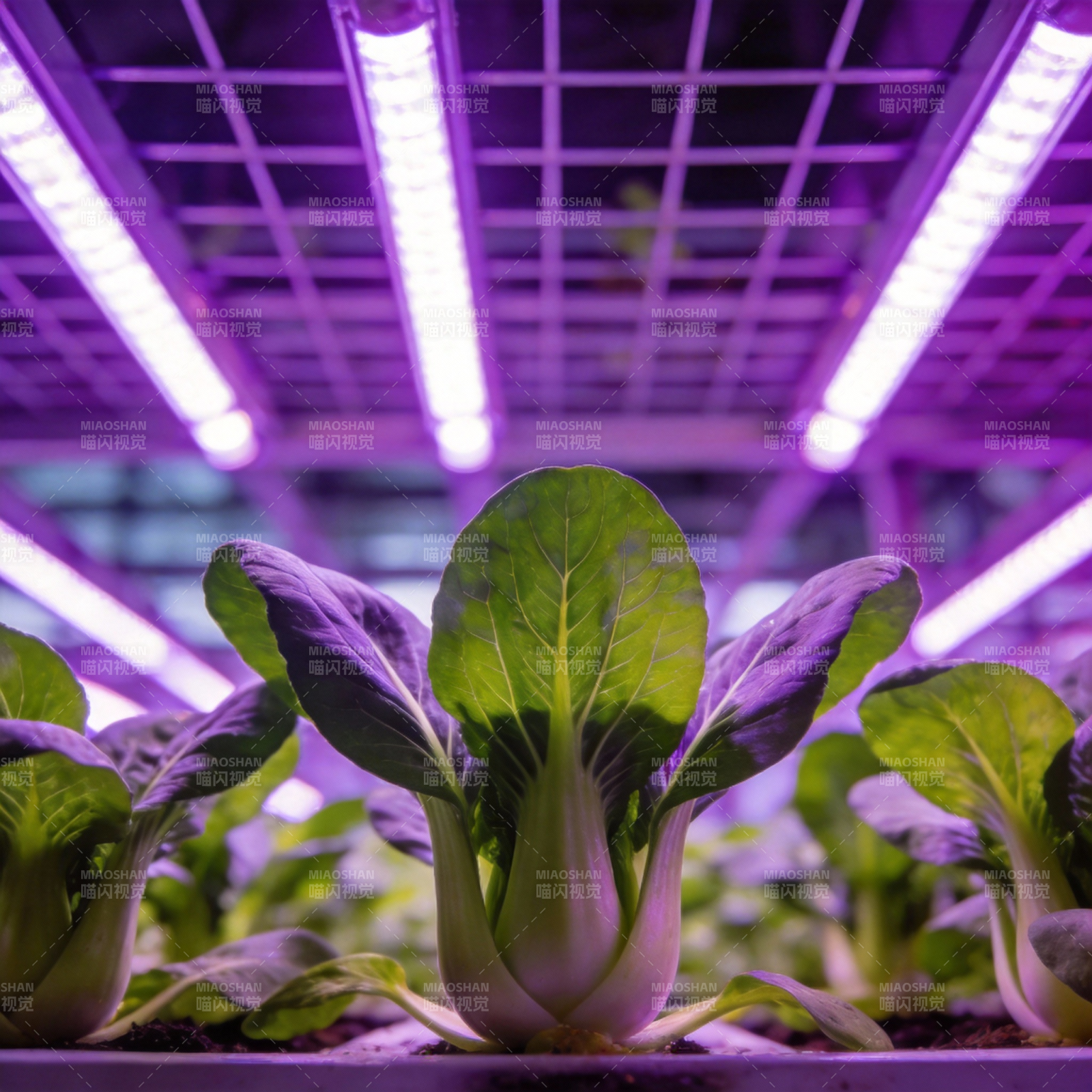 紫光下的绿叶菜图片