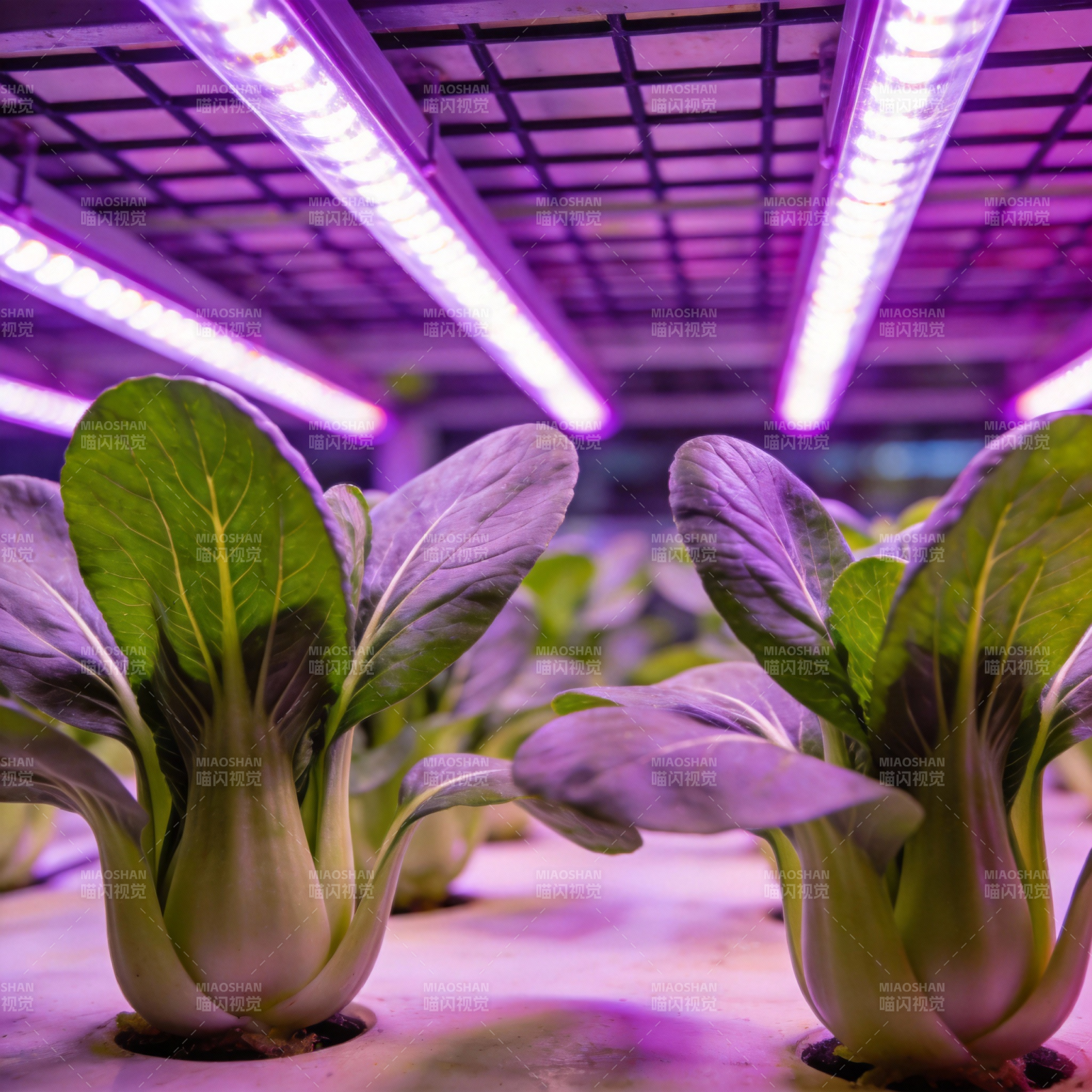 紫光下的绿叶菜图片