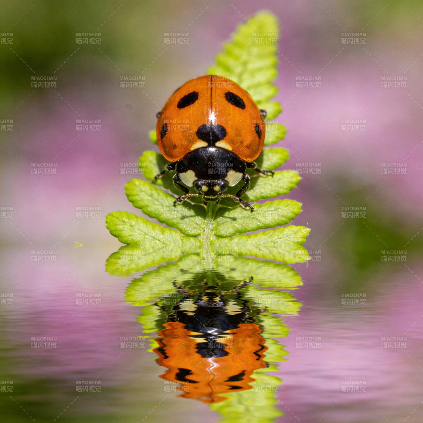 瓢虫倒影水清图片