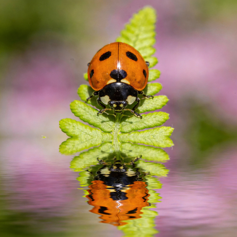 瓢虫倒影水清图片