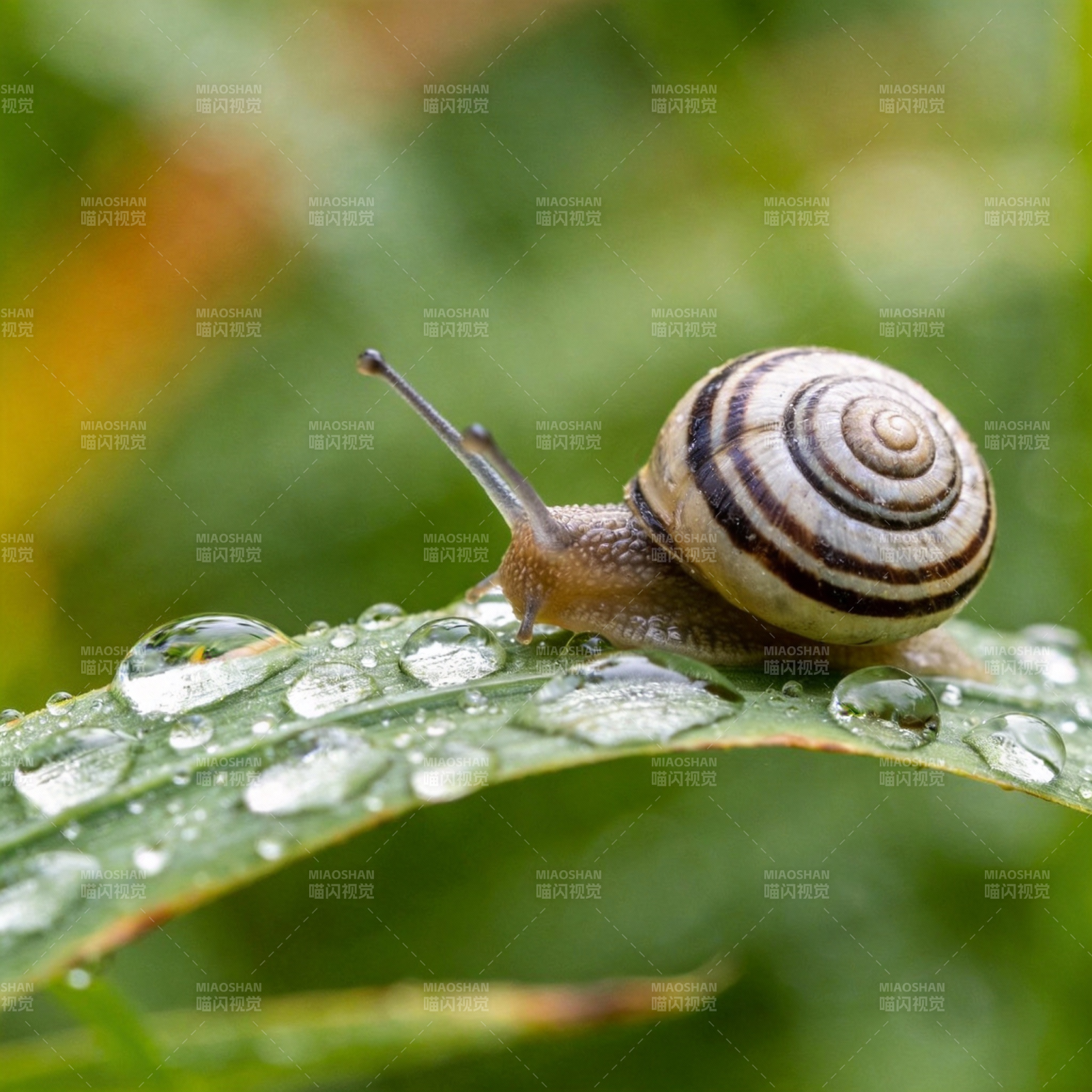 雨露中的蜗牛图片
