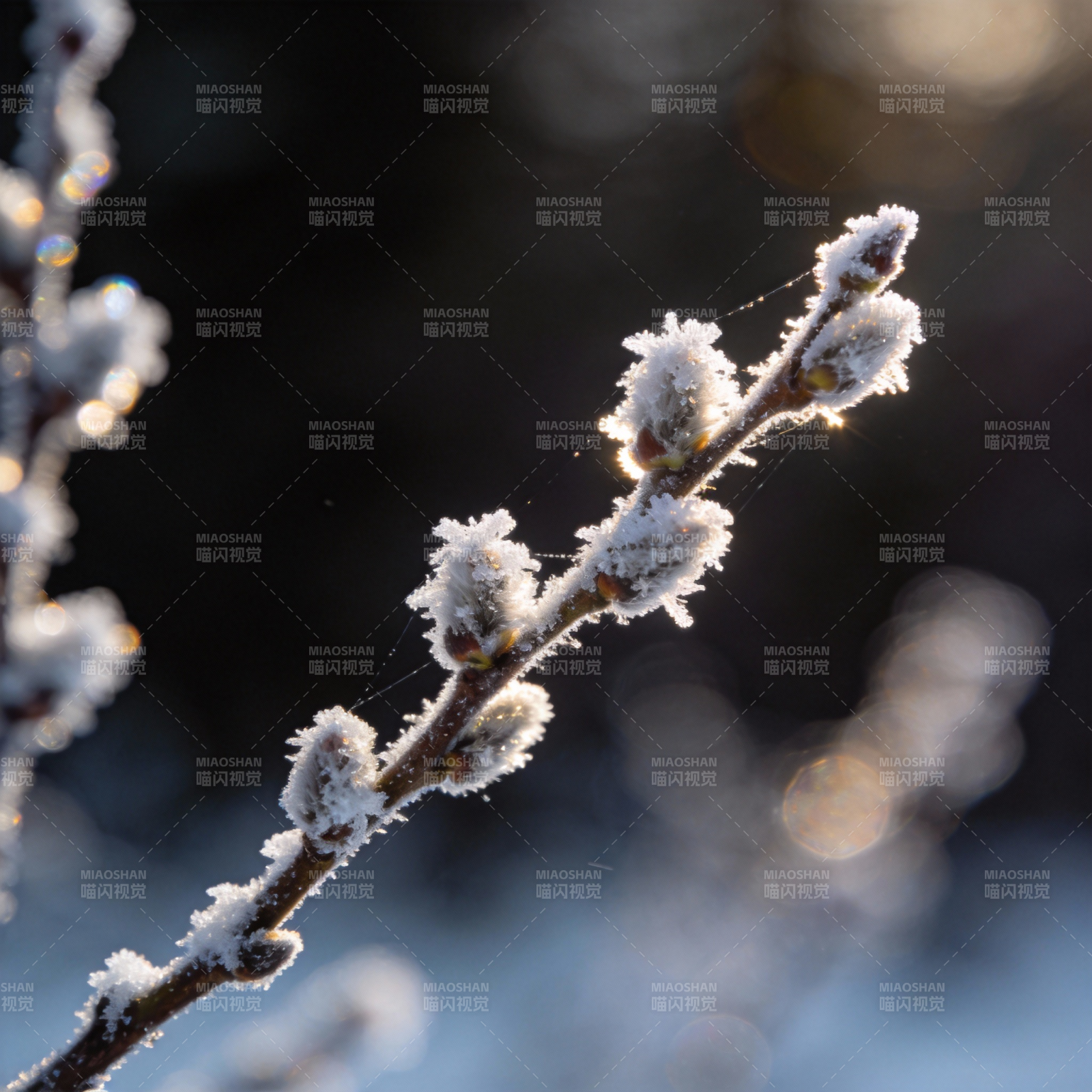 霜枝迎晨光图片