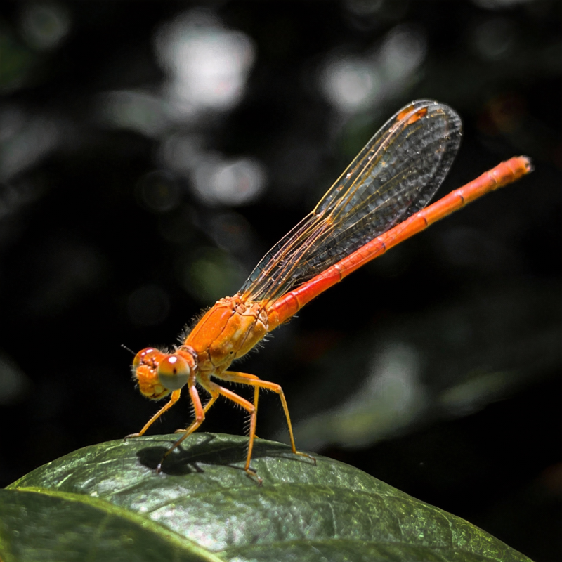 橙色蜻蜓栖叶上图片