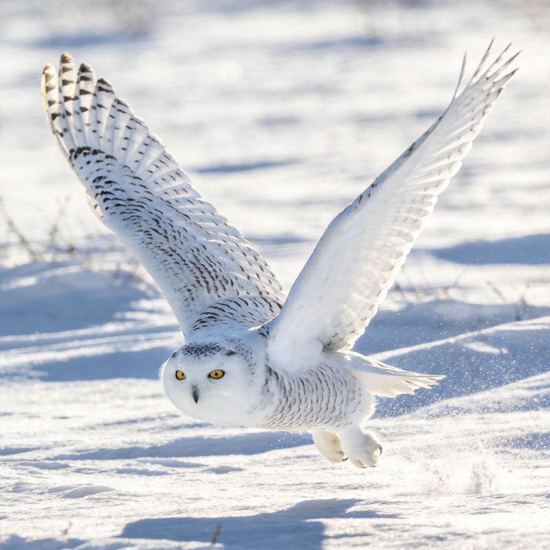 雪鸮翱翔于雪原图片