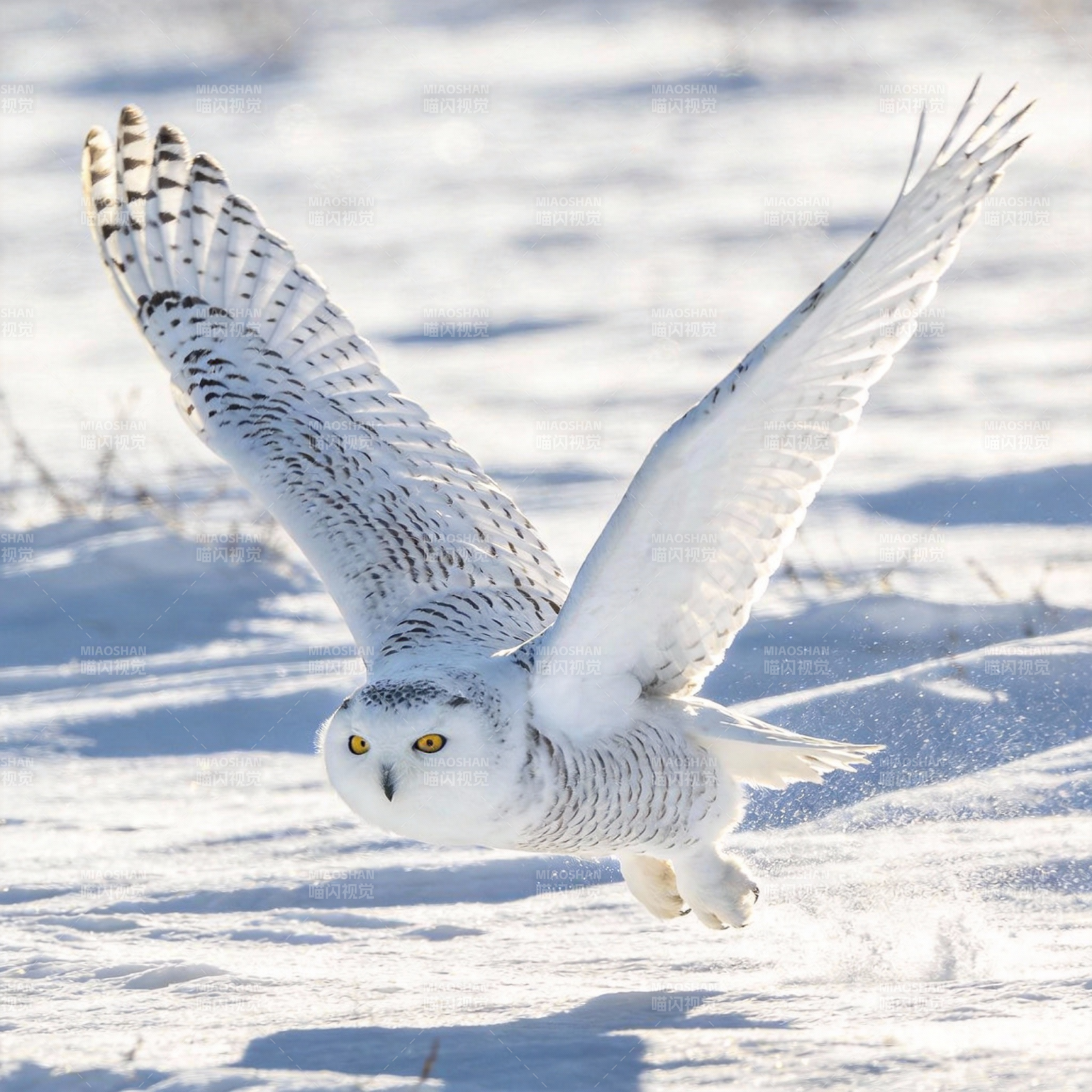 雪鸮翱翔于雪原图片