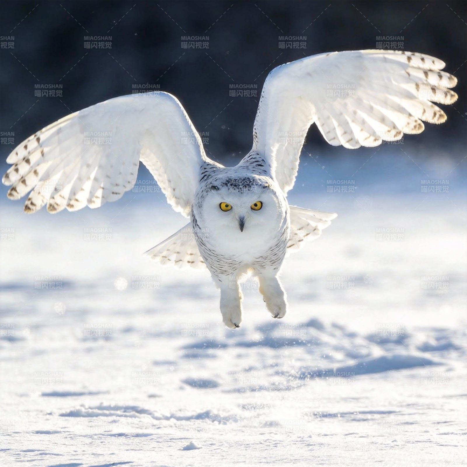 雪鸮翱翔于雪原图片