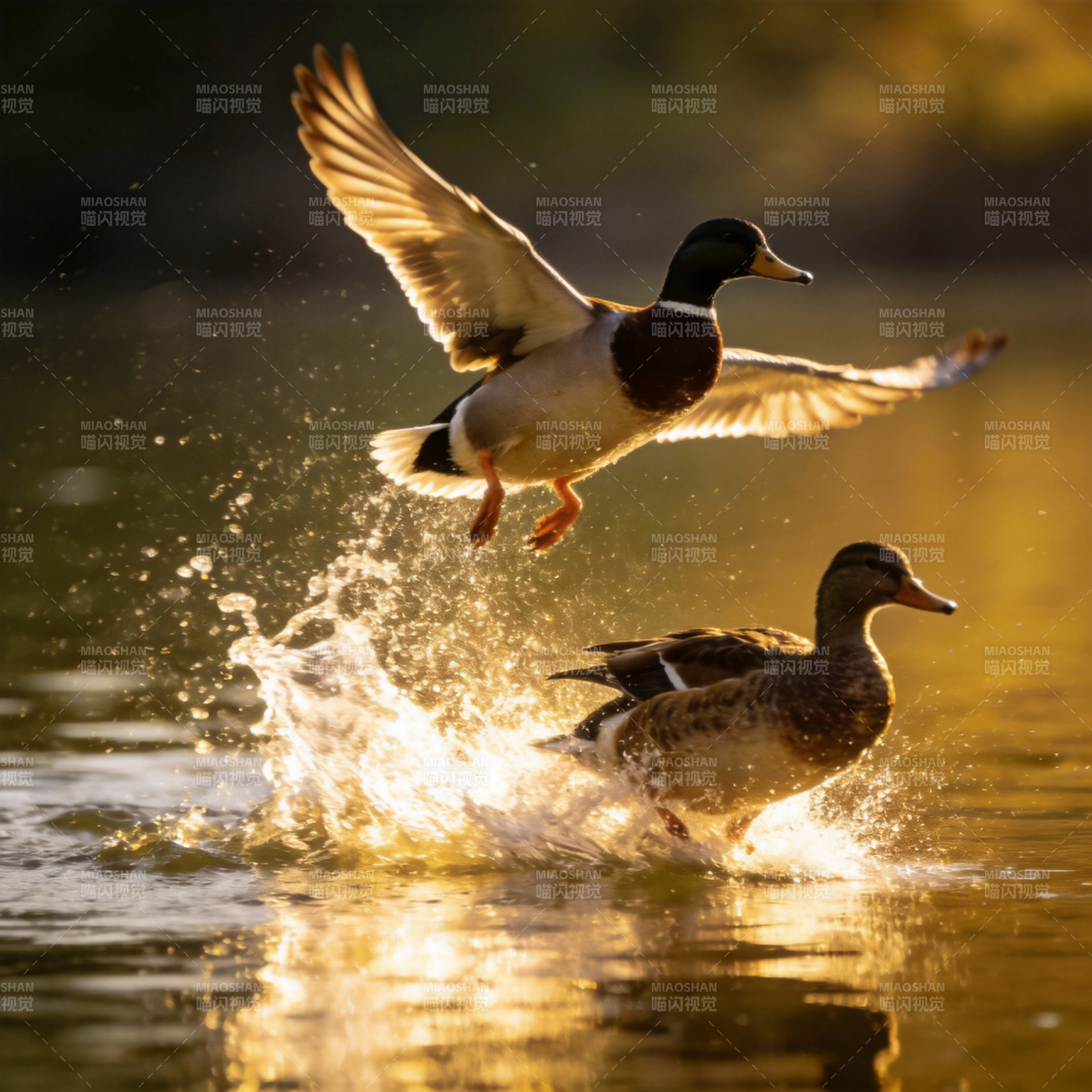鸭戏水面 金光四射图片