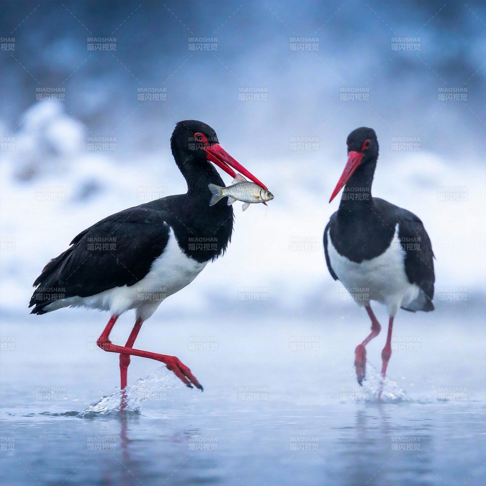 黑鹳捕鱼瞬间图片