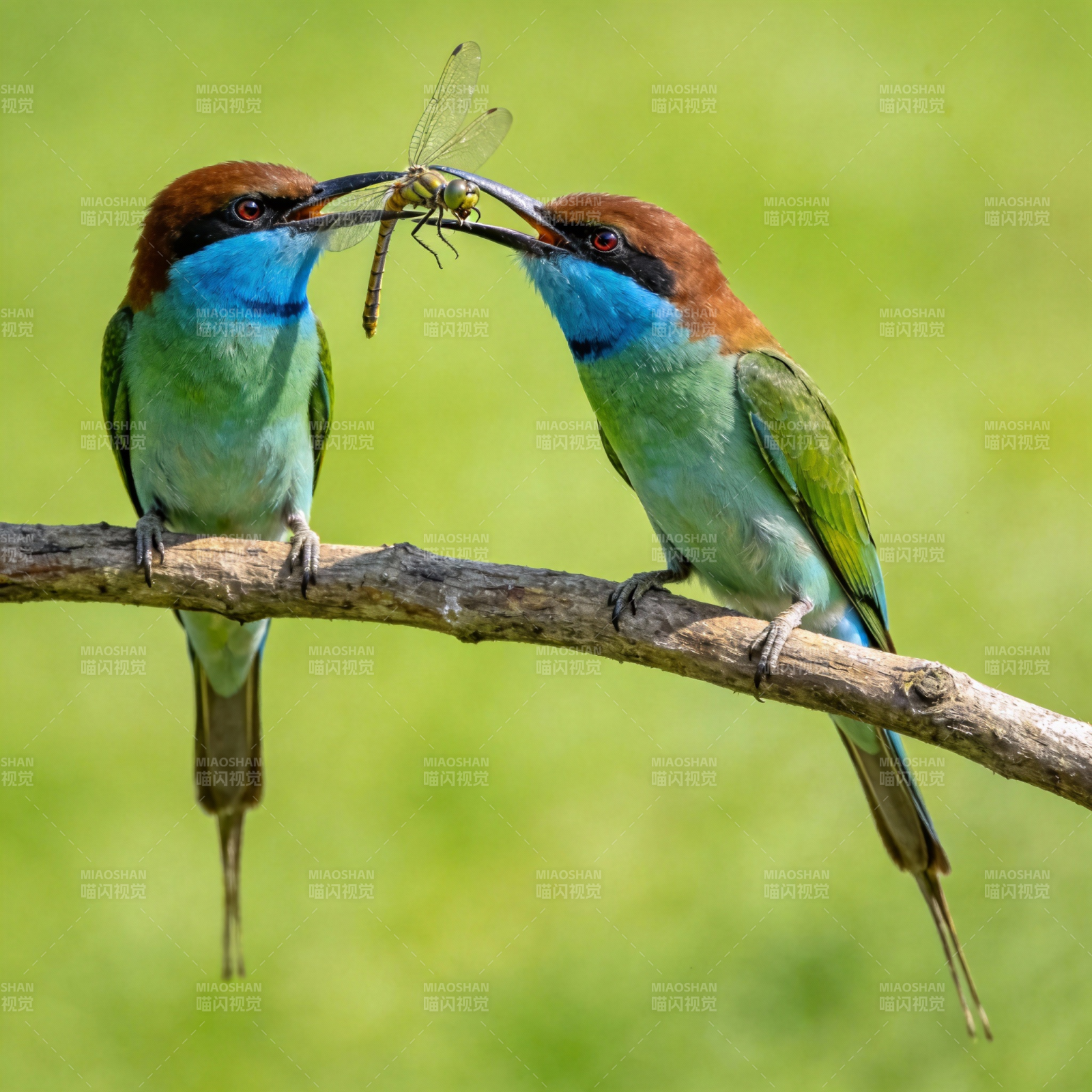 蜂鸟共食蜻蜓图片