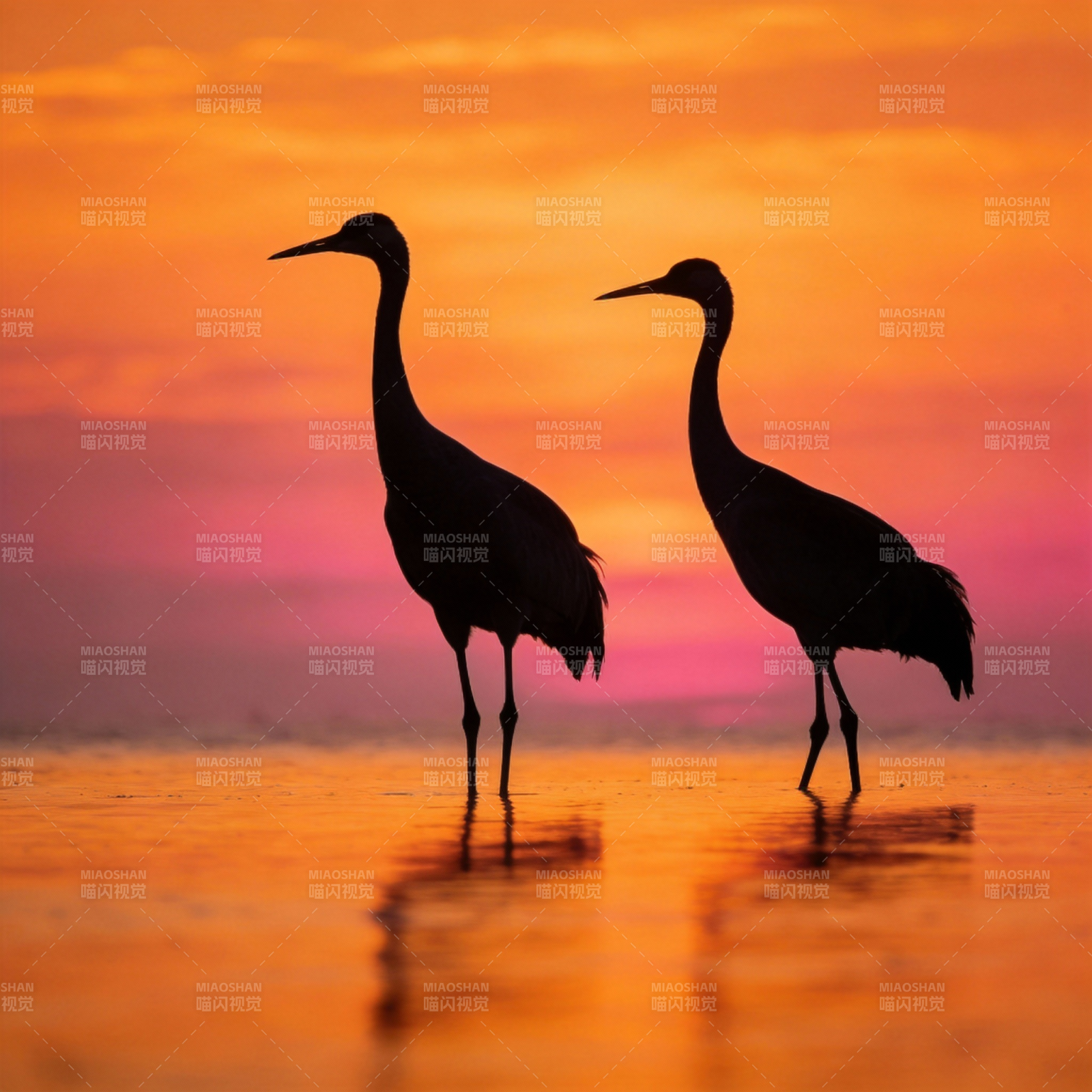 双鹤夕阳影图片