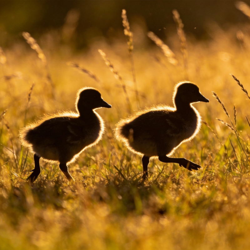 雏鸭草间行图片