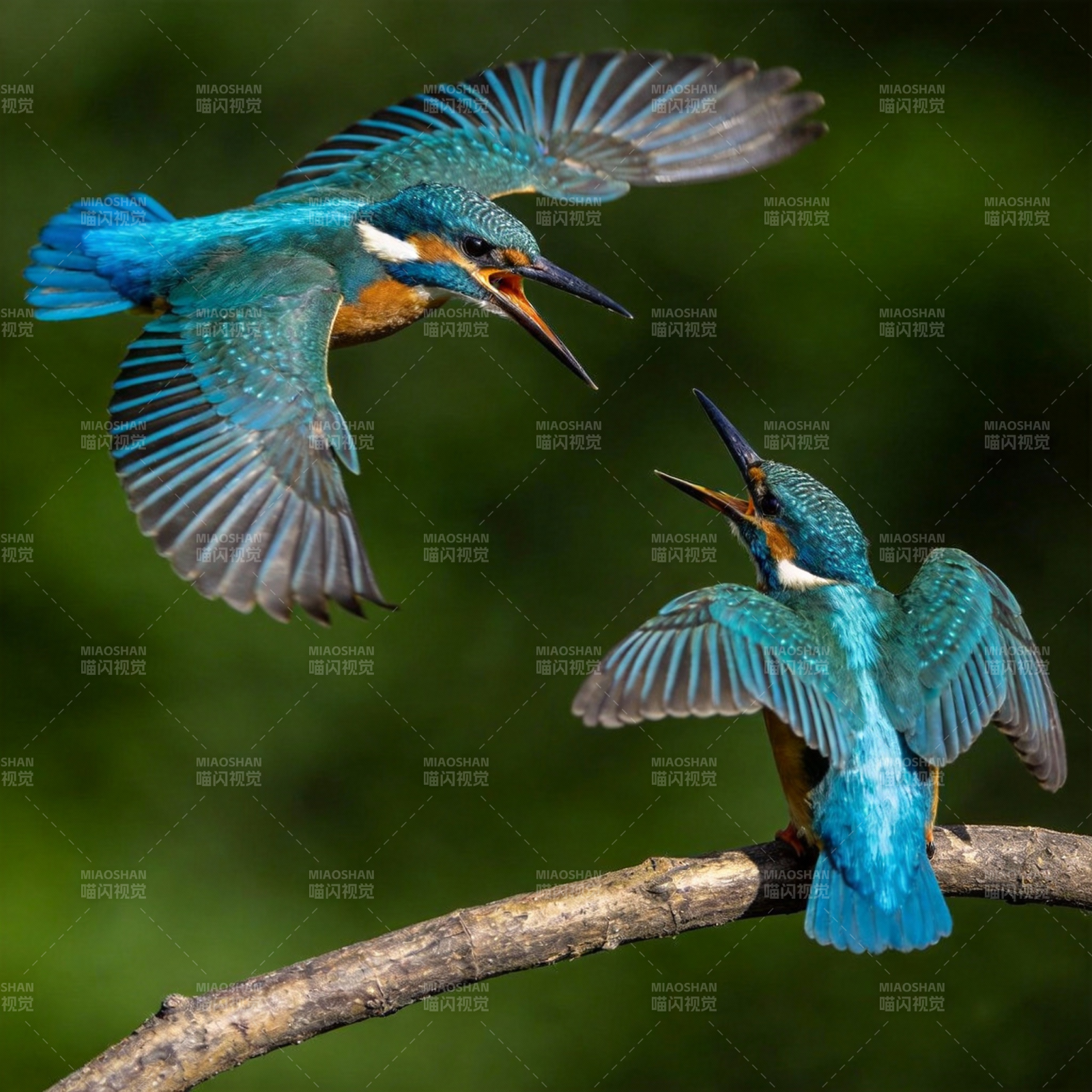 翠鸟争鸣枝头图片