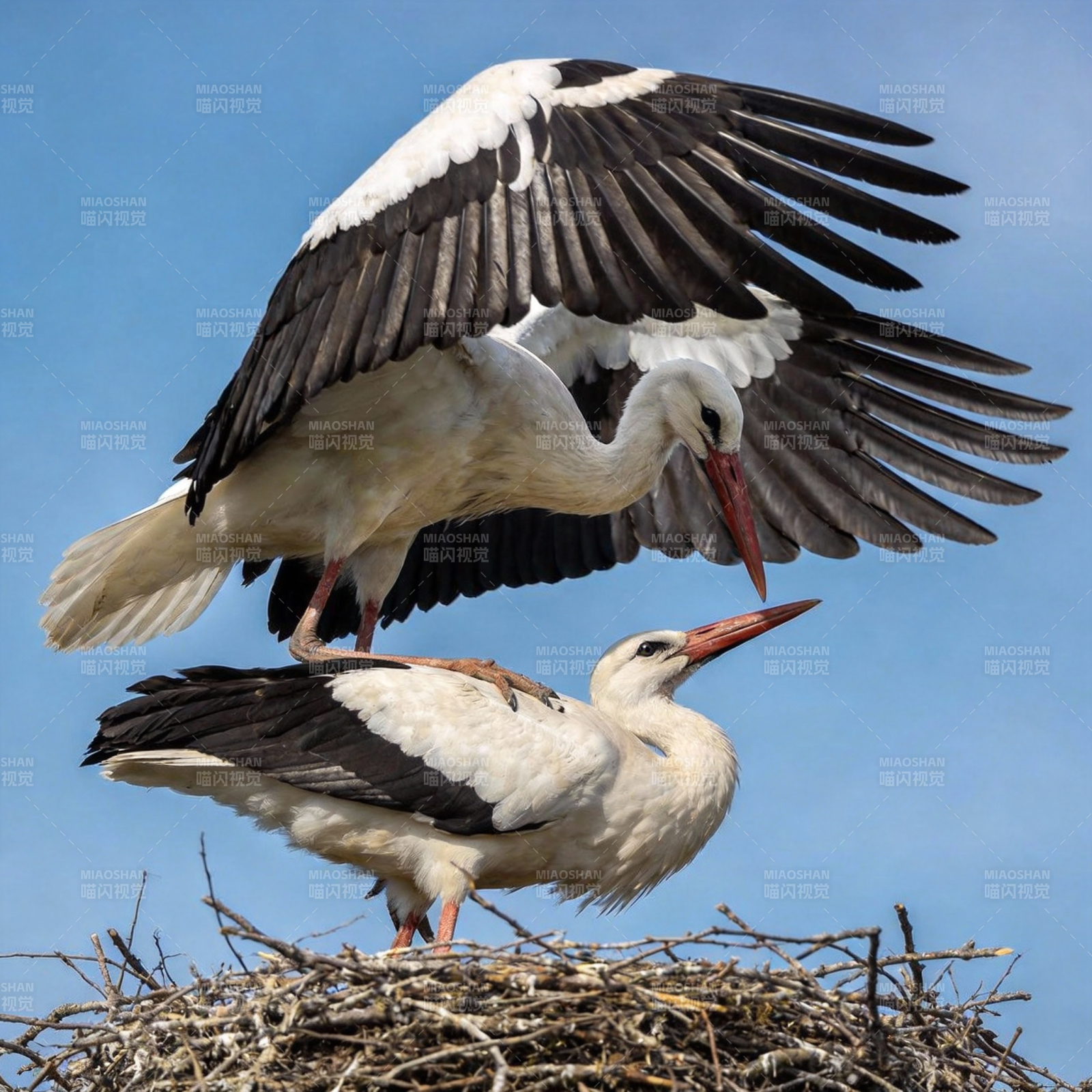 白鹳双栖巢中图片