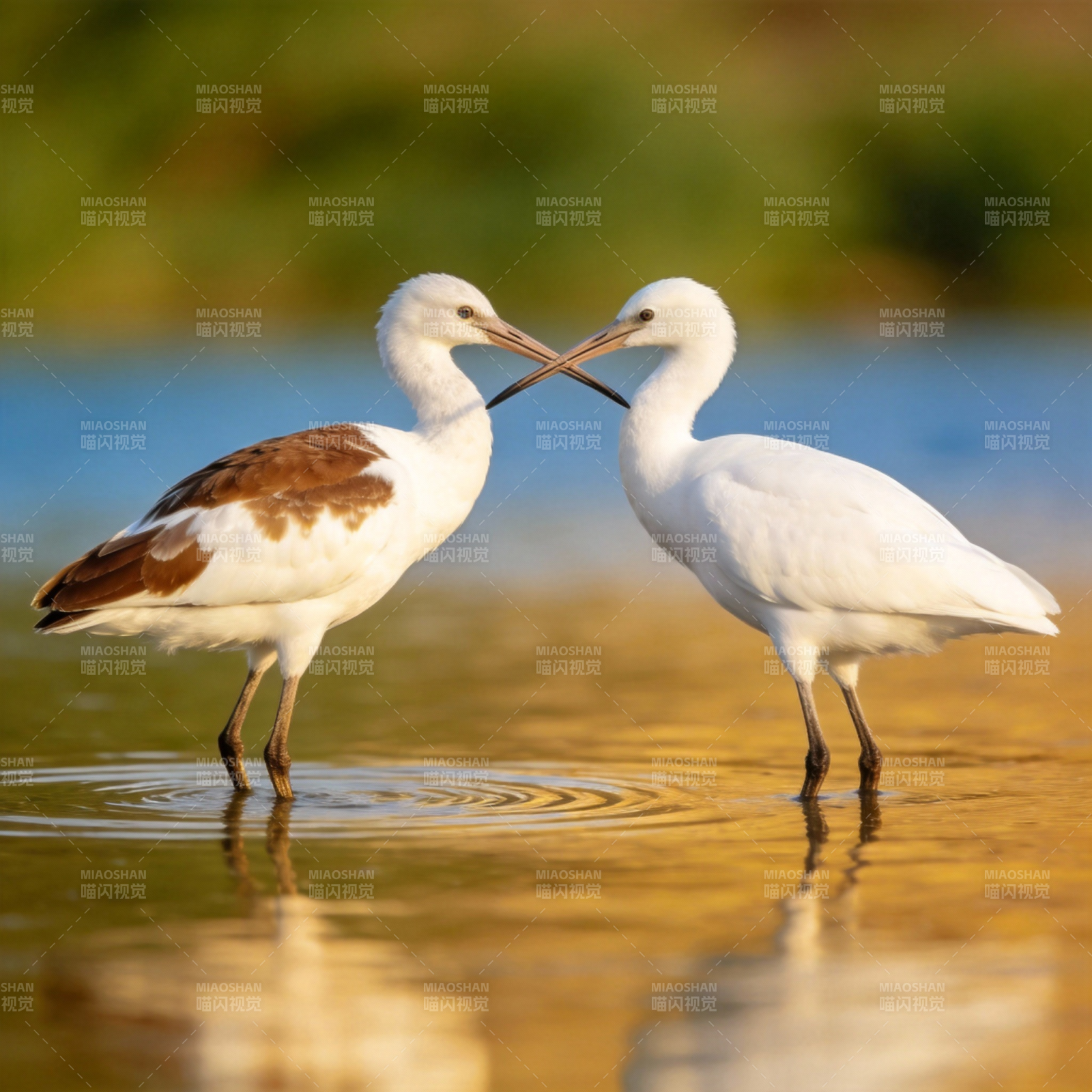 双鸟戏水 情意绵绵图片