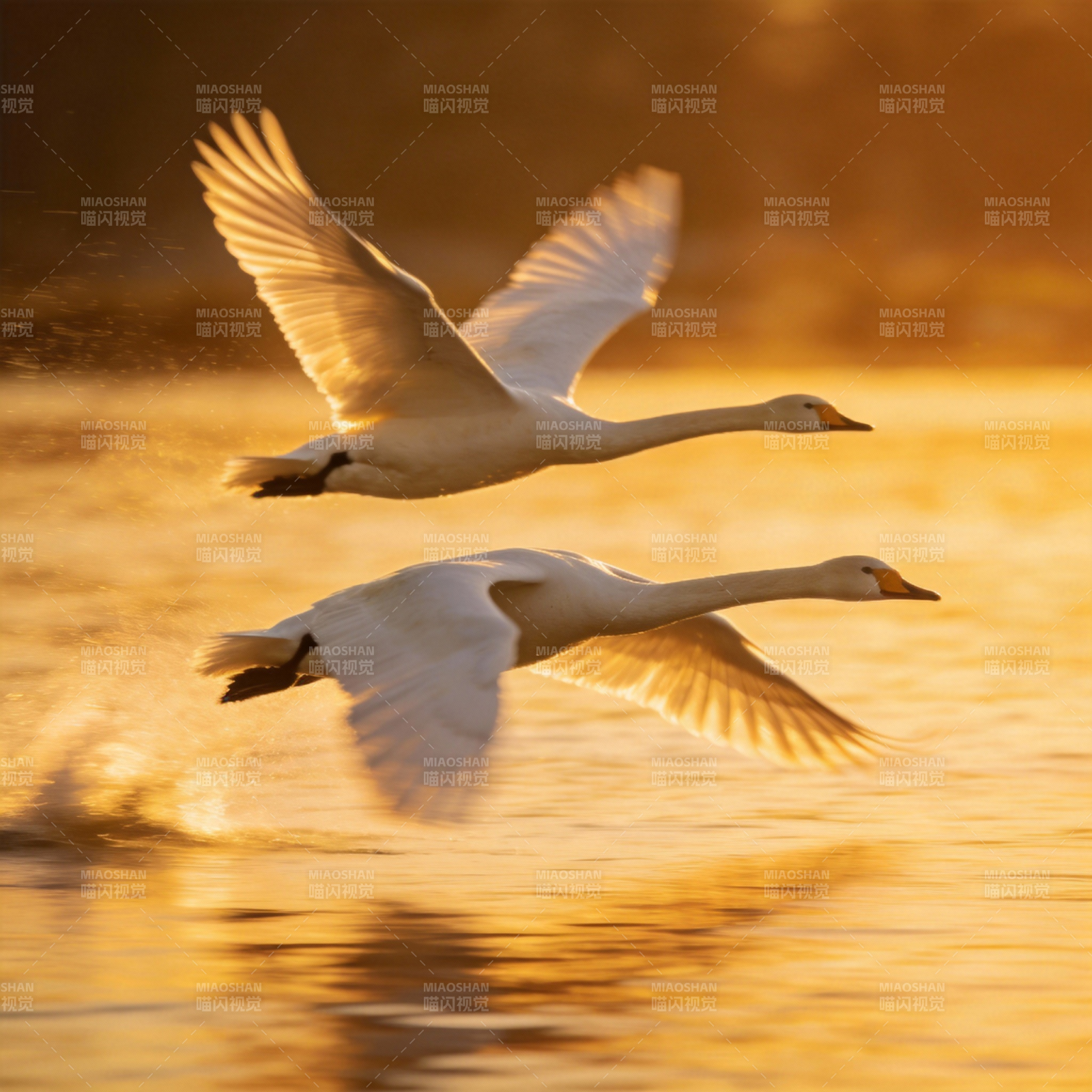 天鹅翱翔水面图片