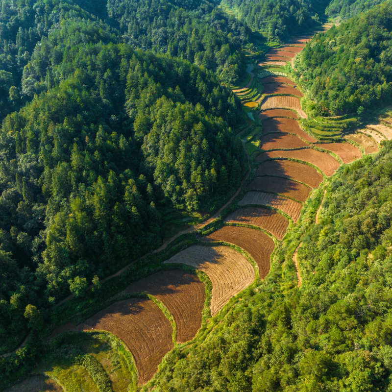 梯田环绕青山间图片