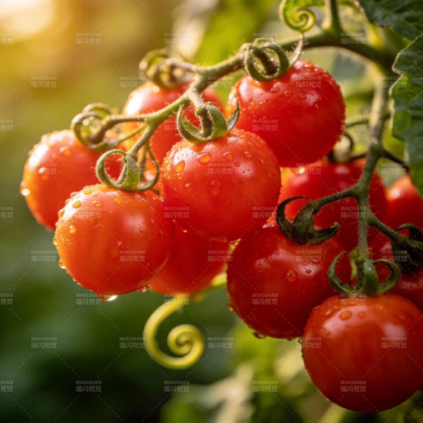 晶莹剔透的樱桃番茄图片