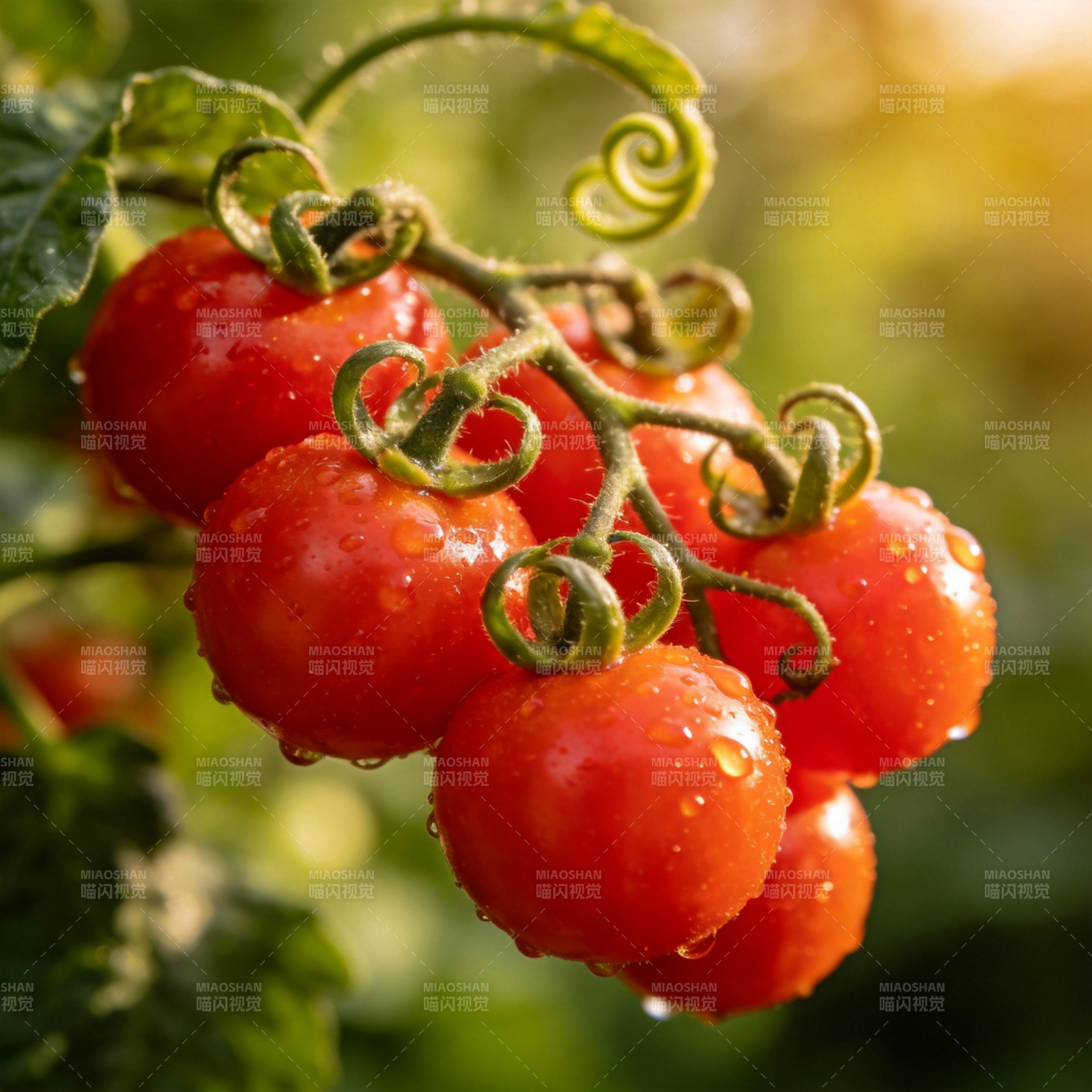 晶莹剔透的樱桃番茄图片