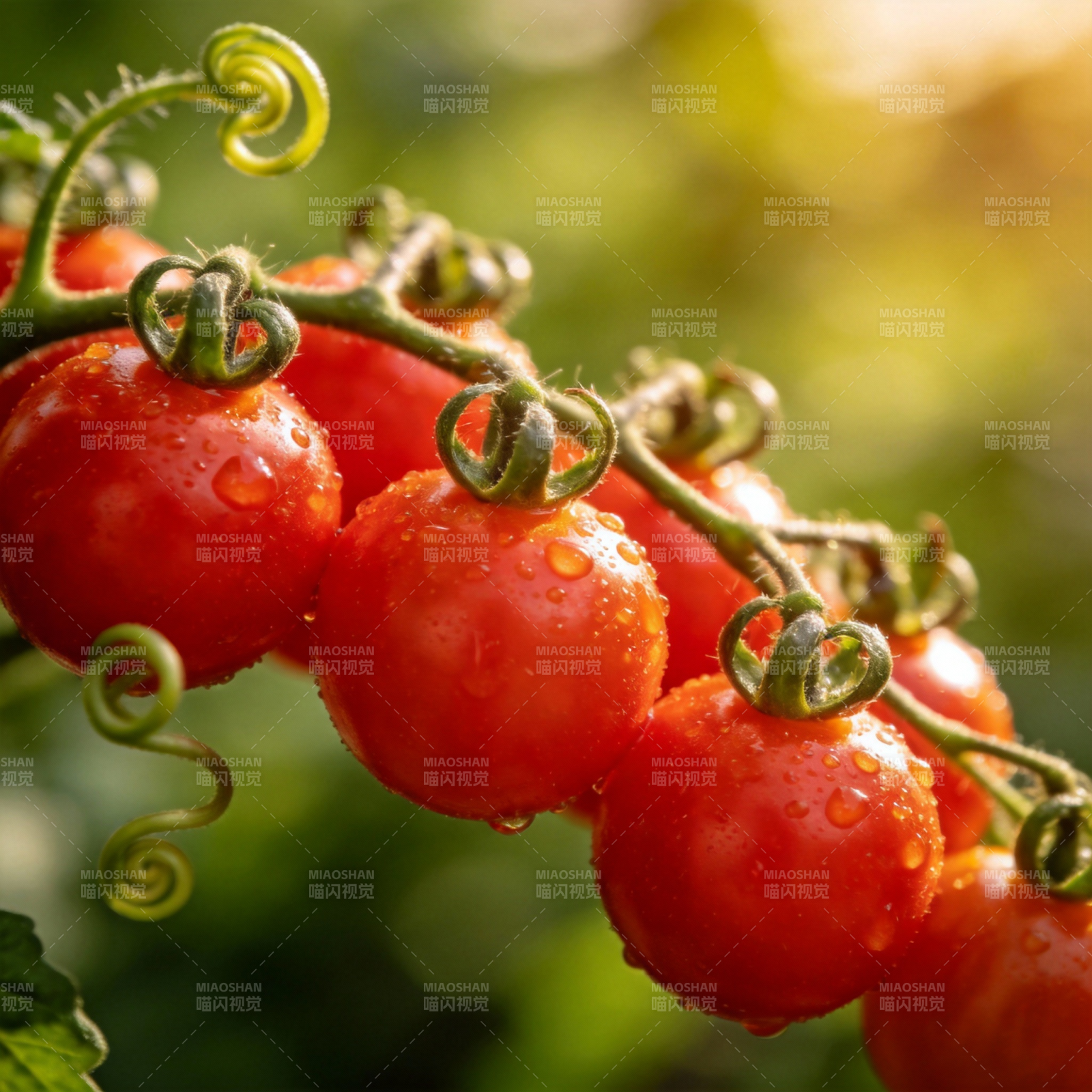 晶莹樱桃番茄图片