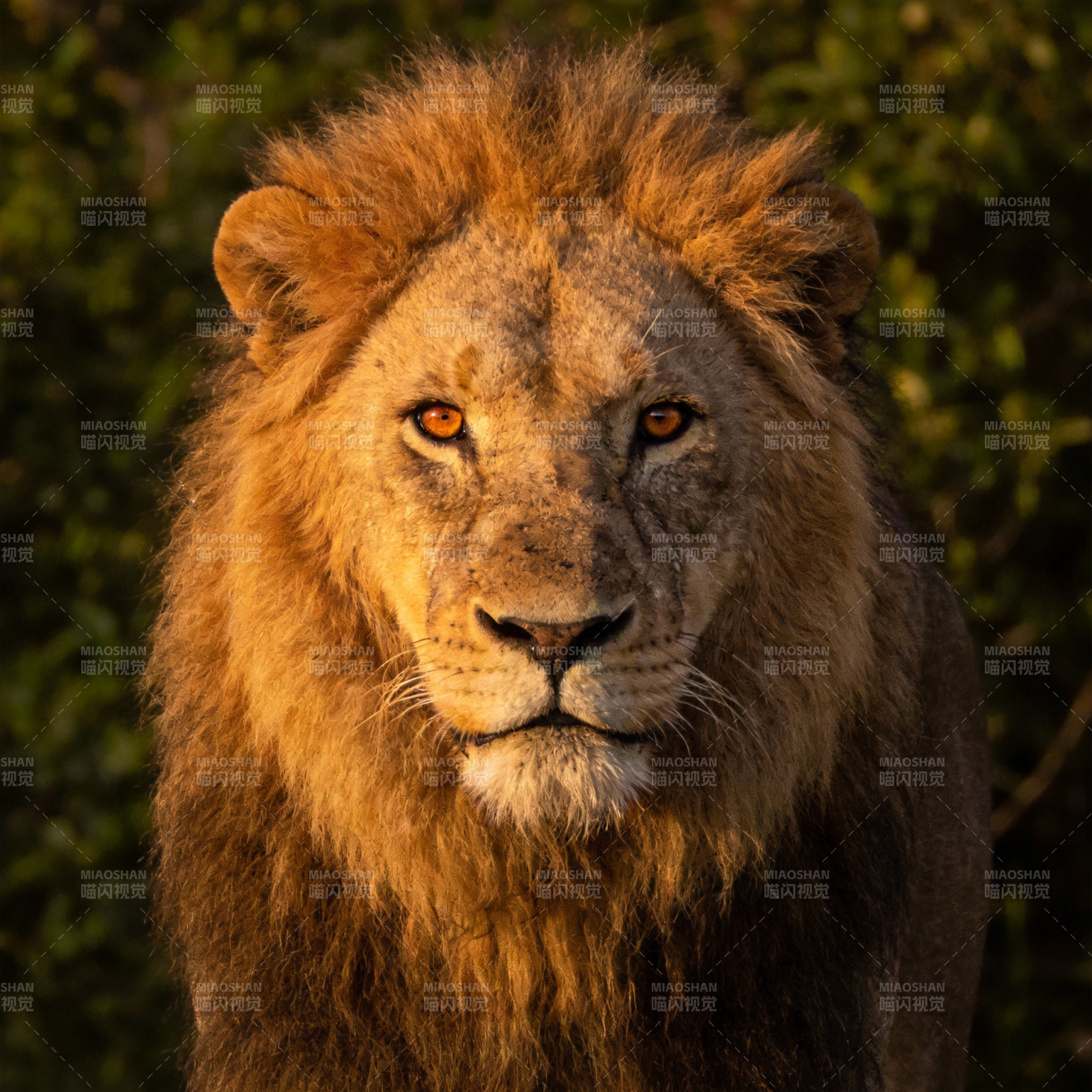 雄狮凝视图片