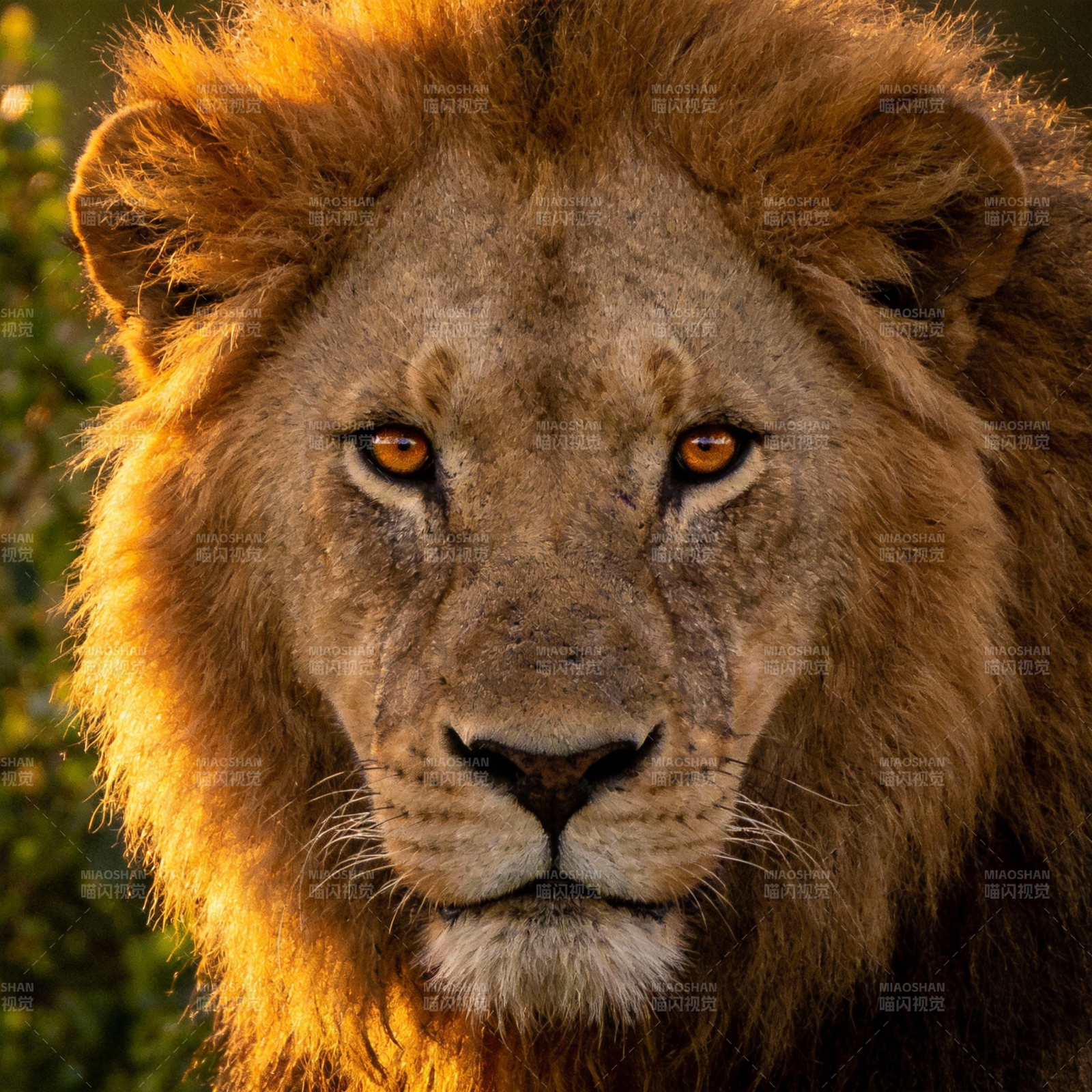 雄狮凝视图片