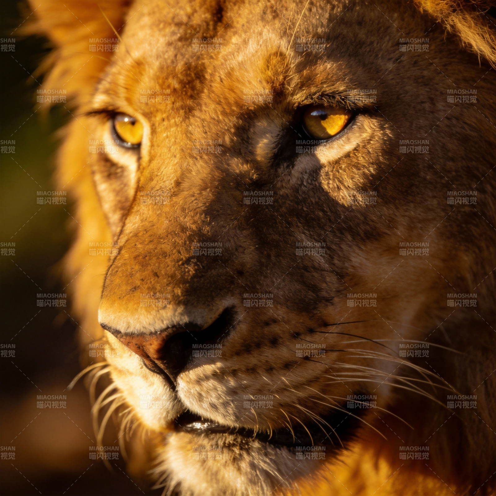 雄狮凝视图片