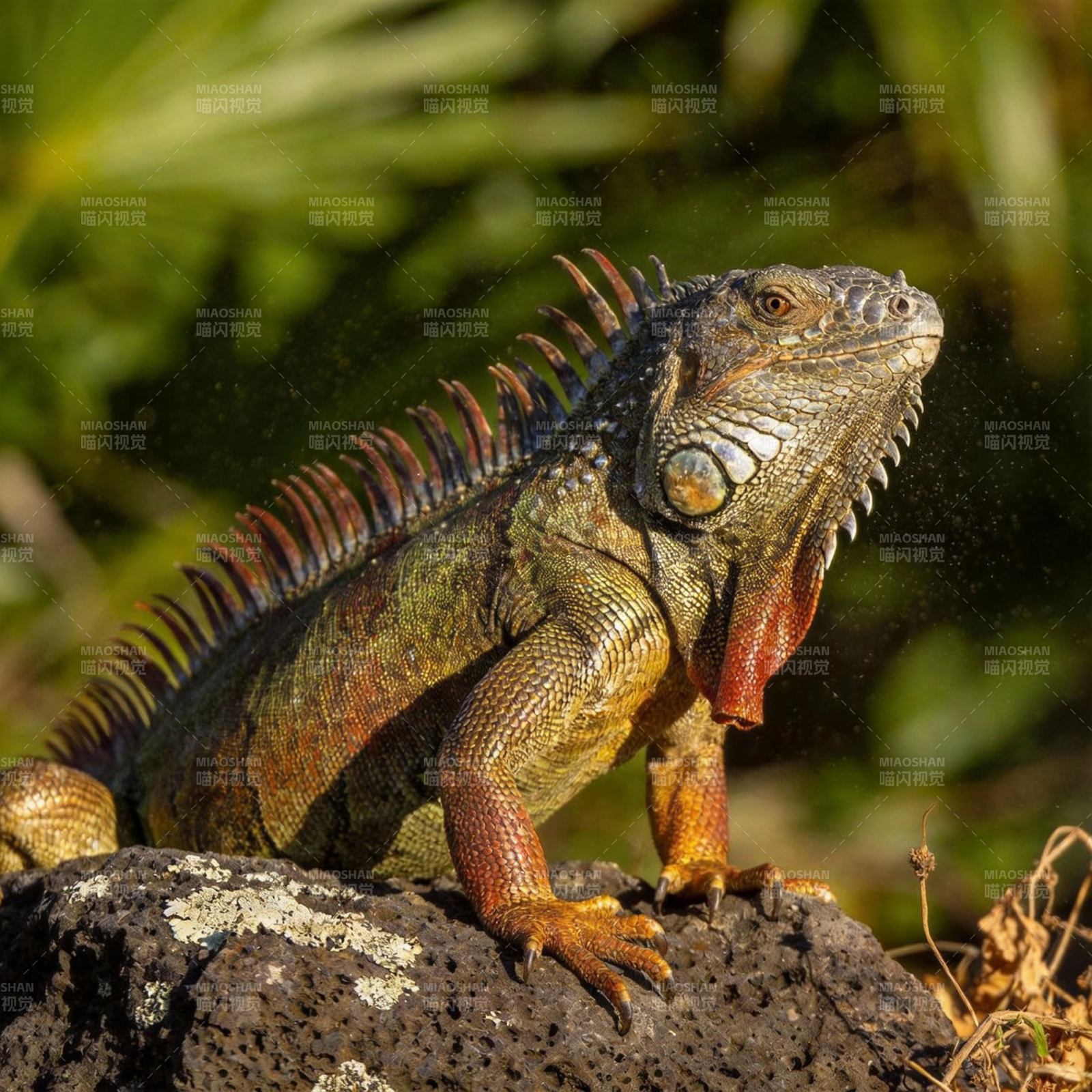 绿鬣蜥栖息岩石上图片