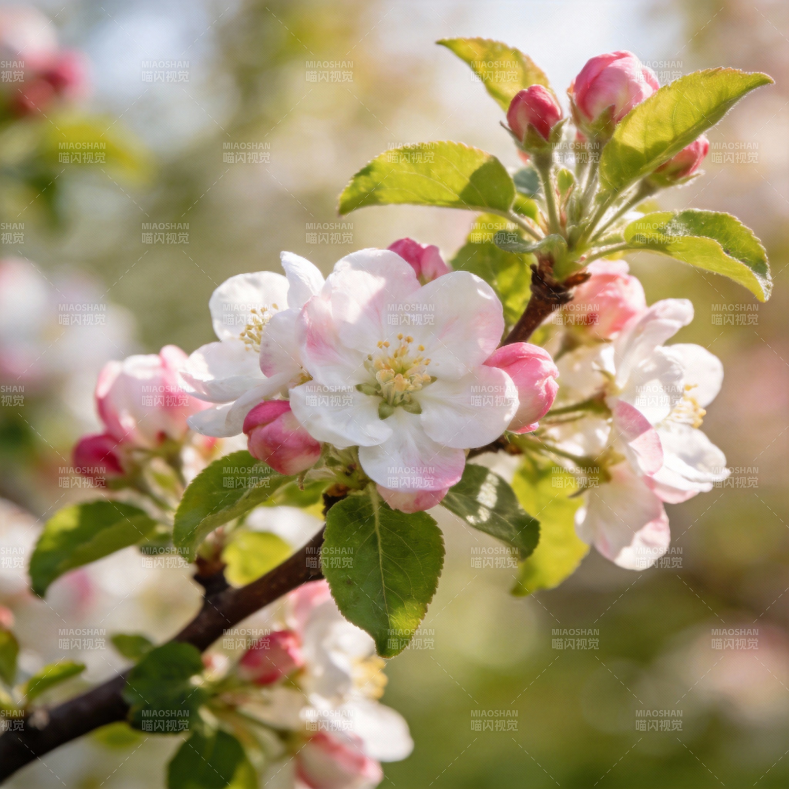 春日花枝绽放图片