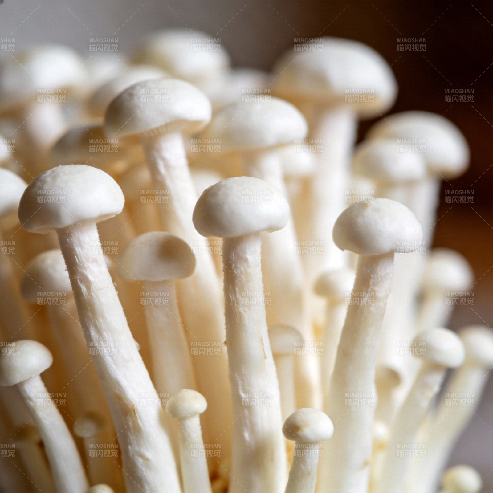 白玉菇特写图片