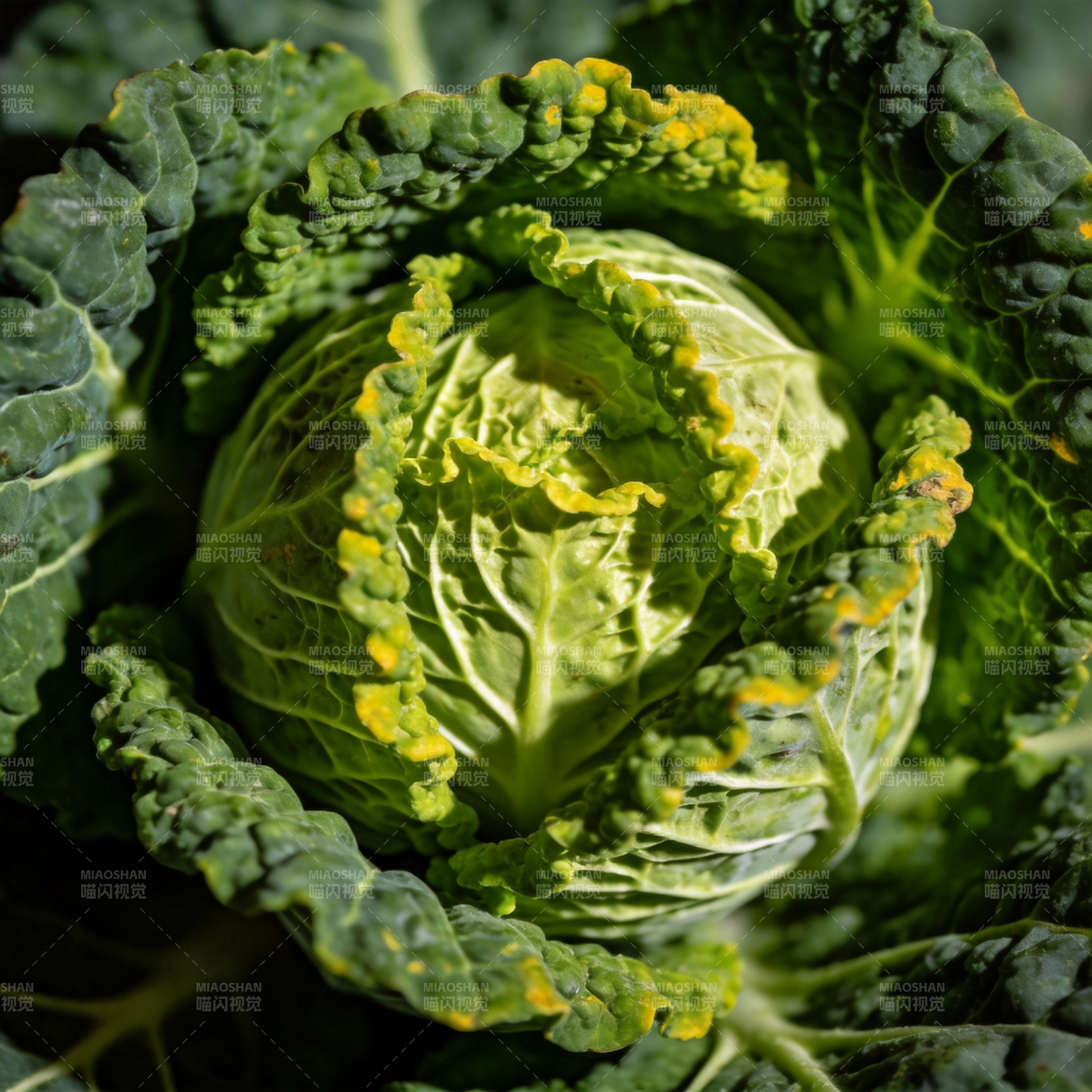 卷心菜特写图片