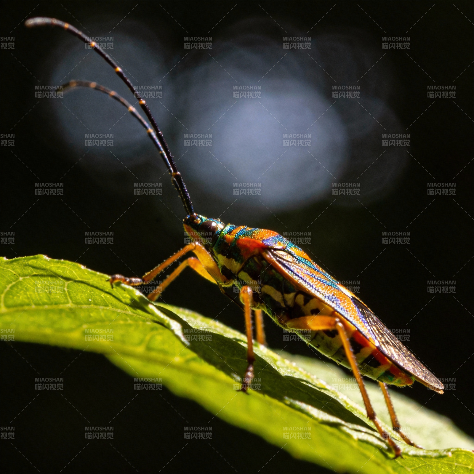 彩甲虫栖叶图片