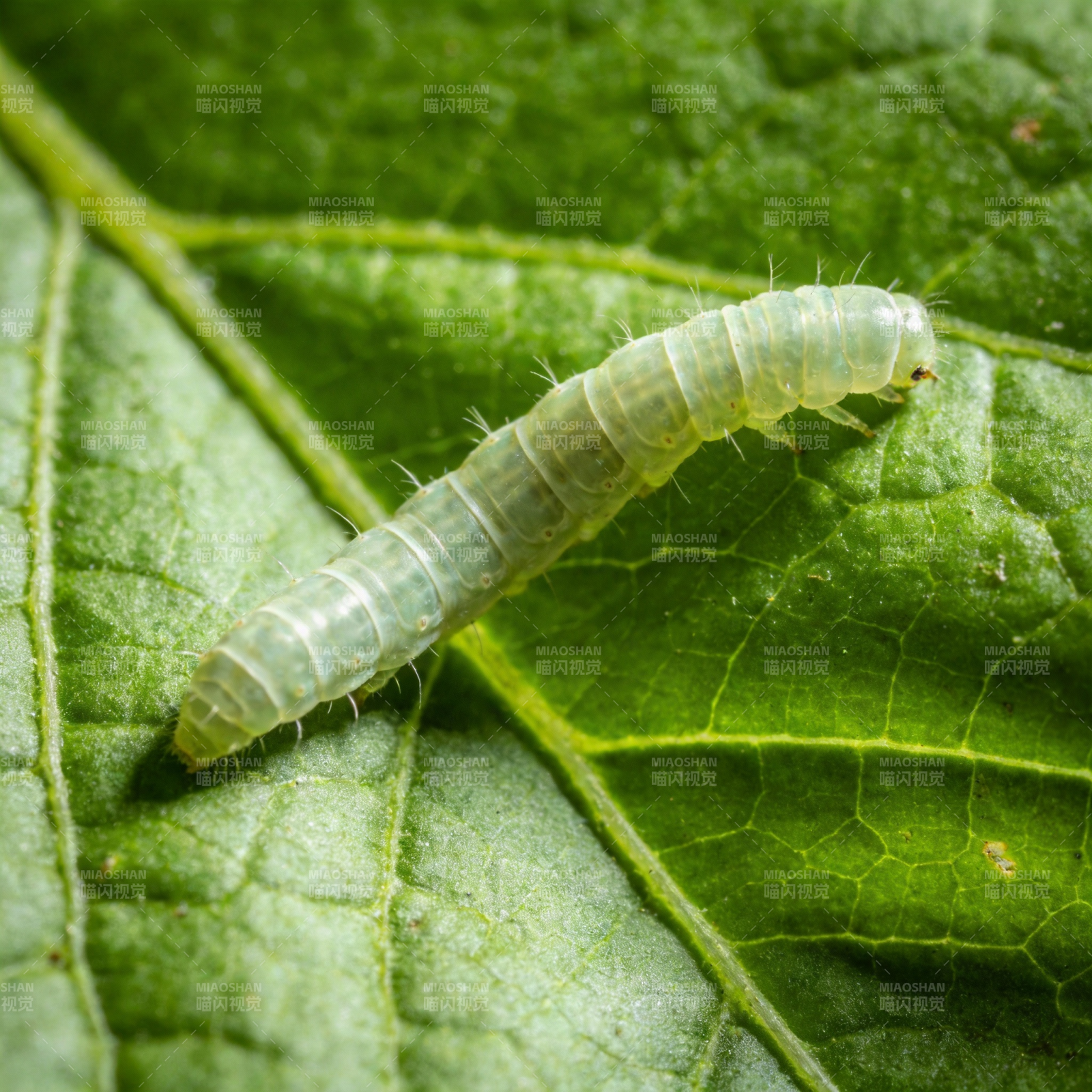 绿叶上的毛虫图片