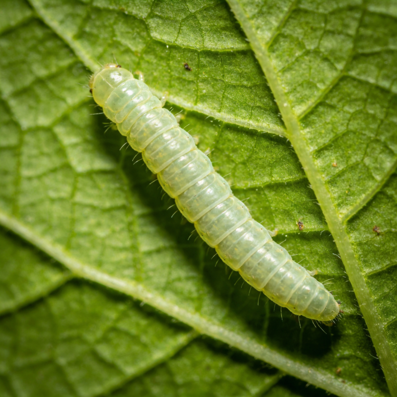 绿叶上的小毛虫图片