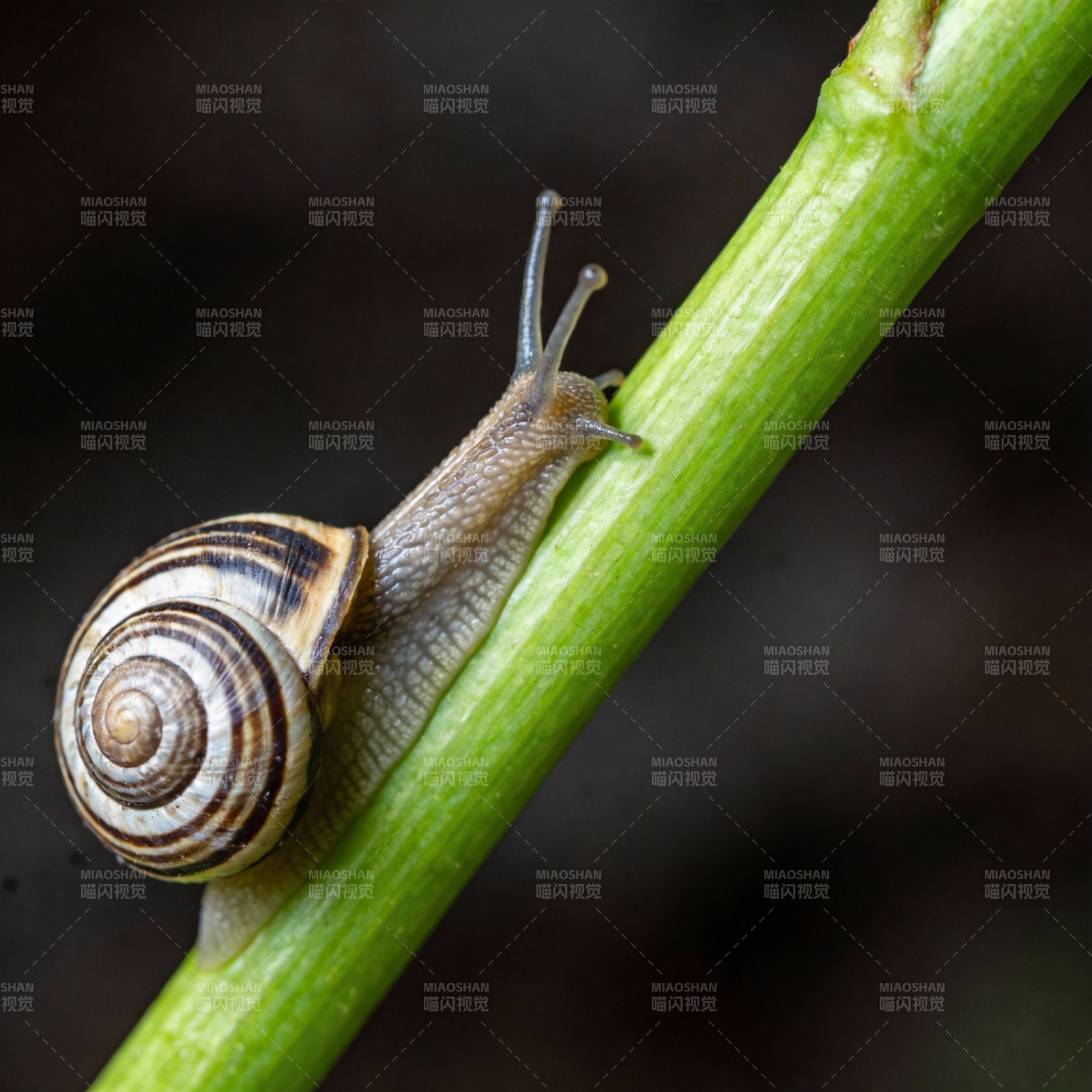 蜗牛攀爬绿茎图片