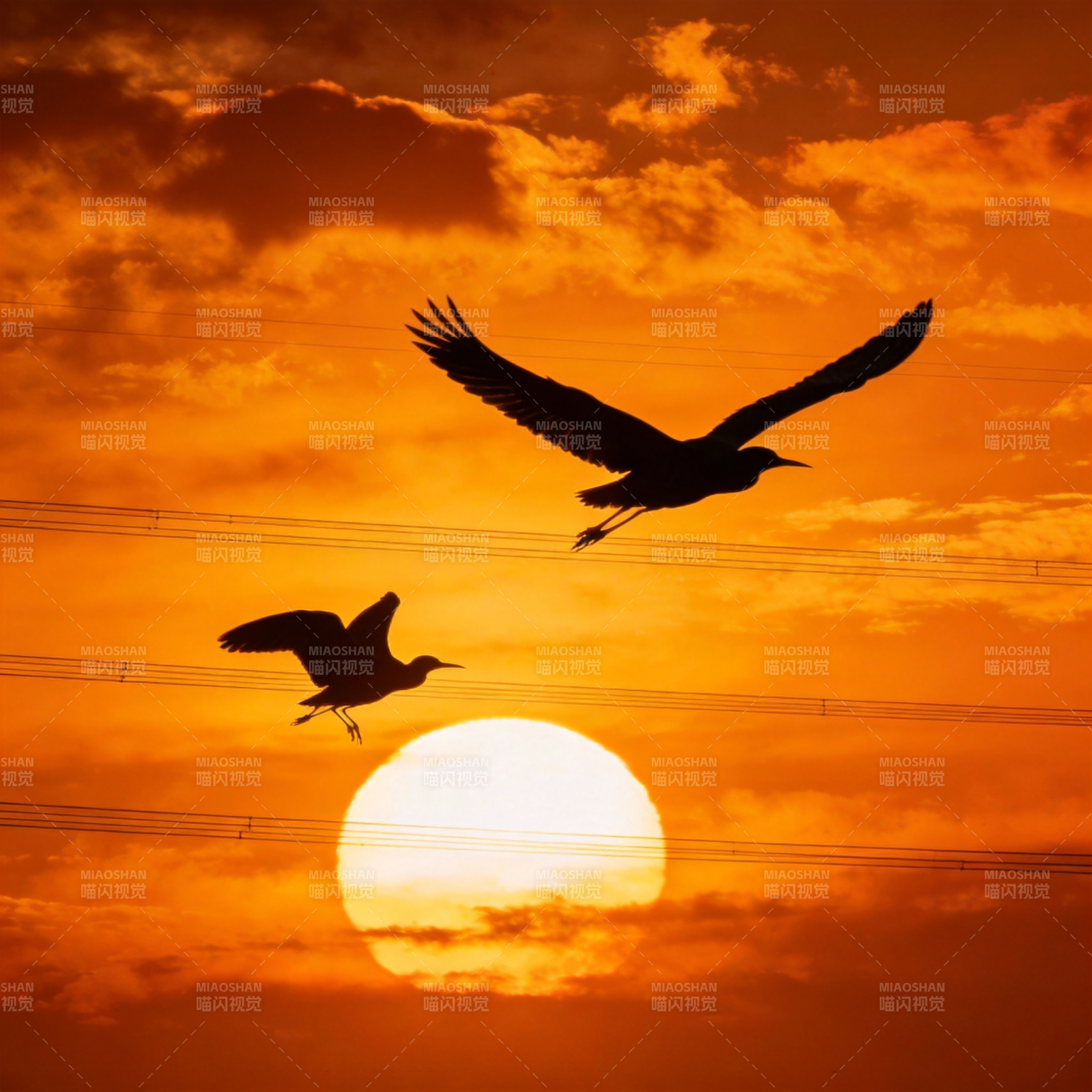 双鸟归巢日落时图片