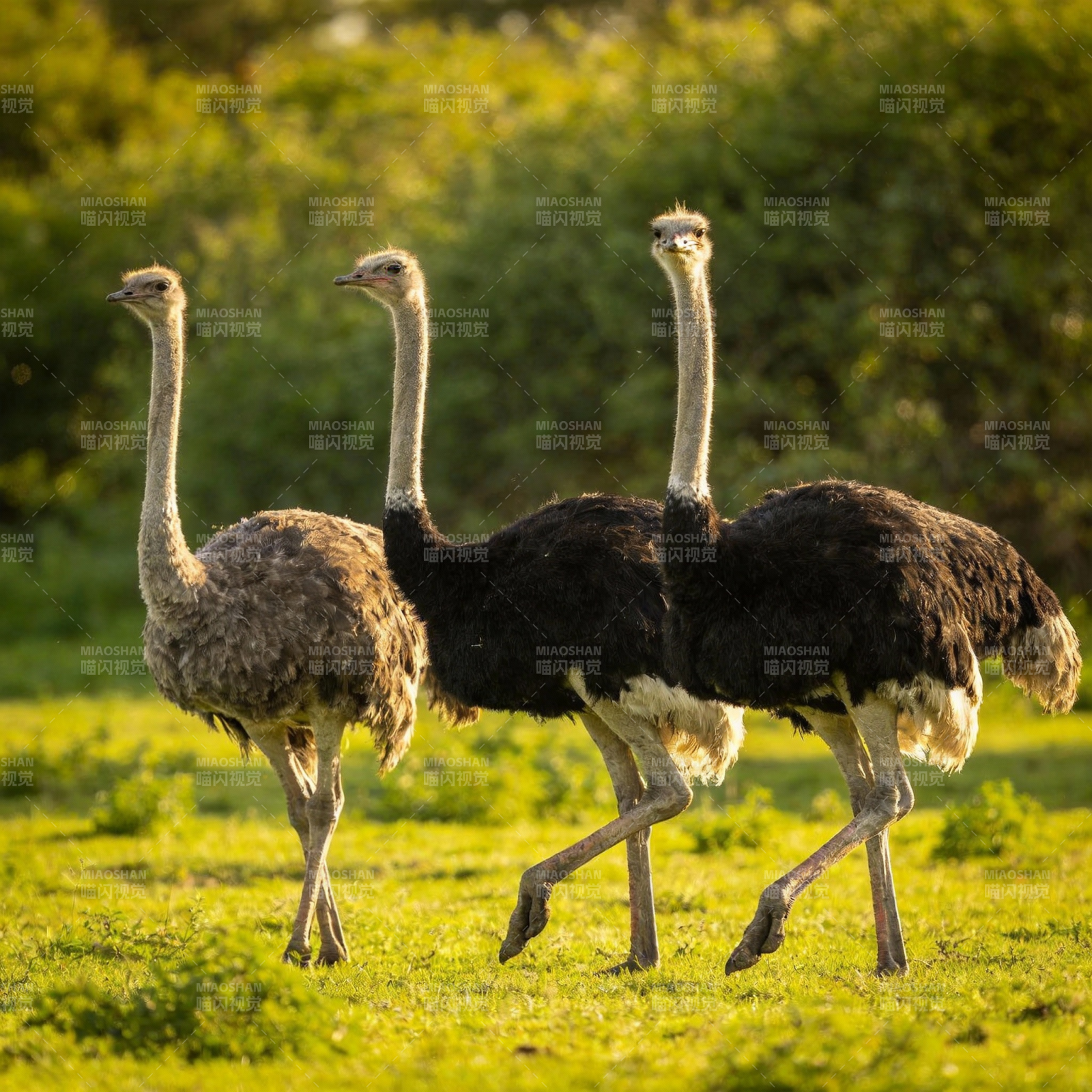 三只鸵鸟草地上行走图片