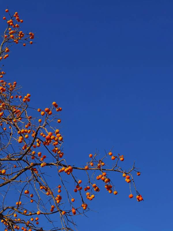 柿子挂枝头图片