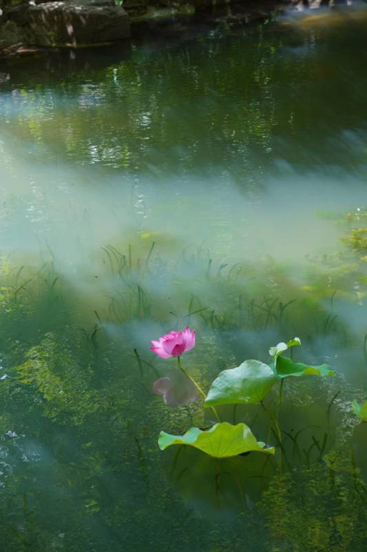 池中莲花静谧绽放图片