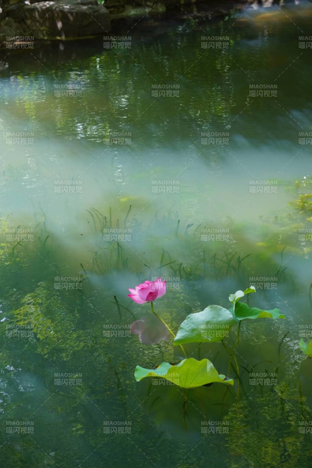 池中莲花静谧绽放图片