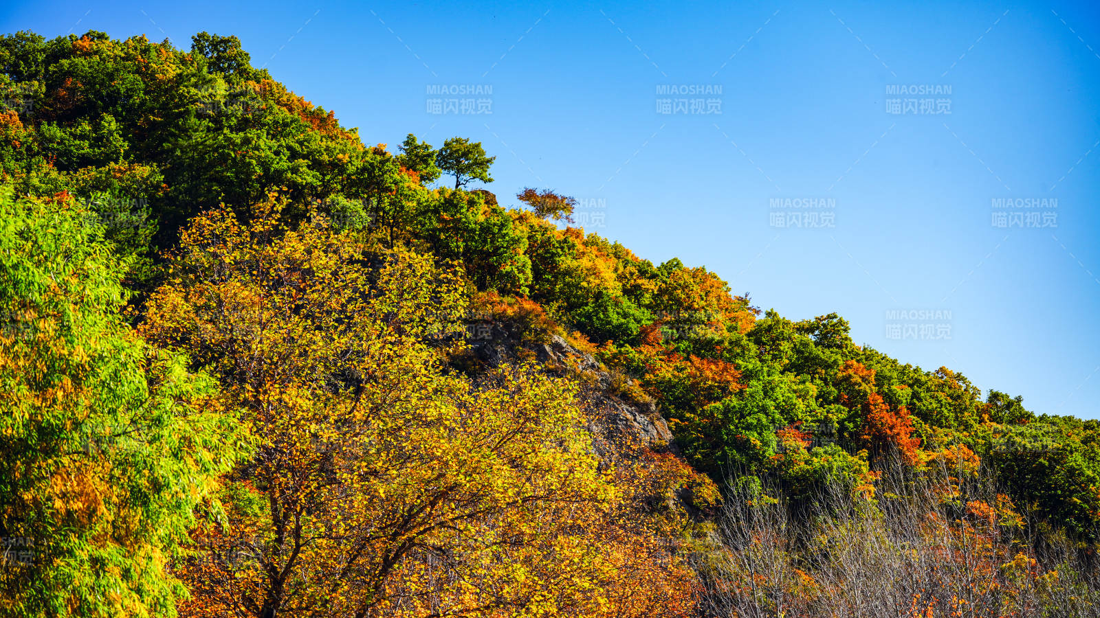赤峰美林谷秋山彩林映蓝天图片