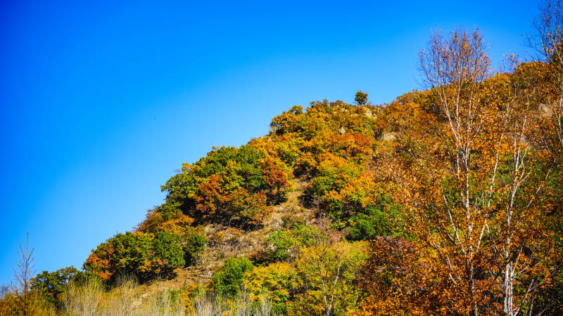 赤峰美林谷秋山彩林映蓝天图片