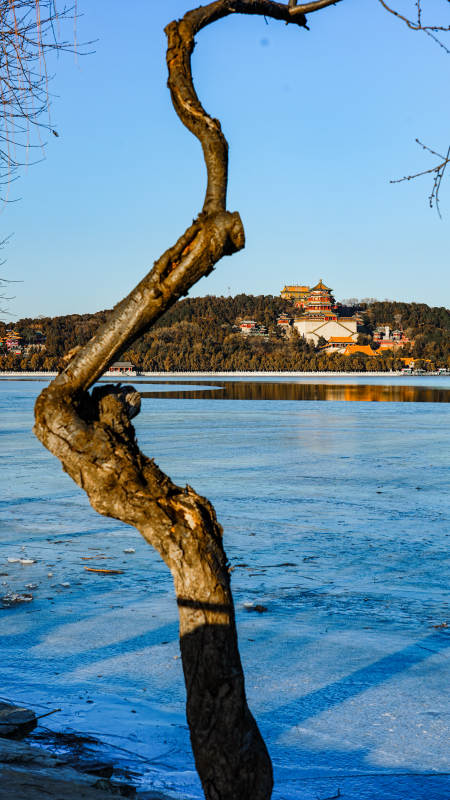 冬湖古树映楼阁图片