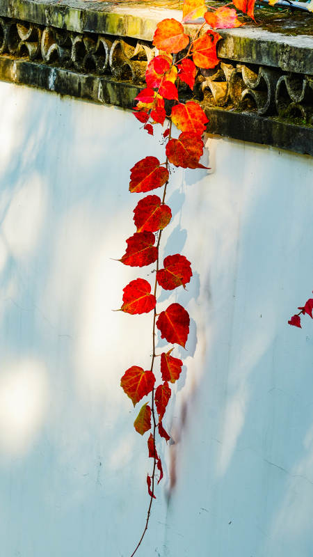 秋叶垂墙图片