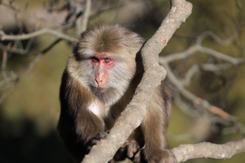 猴子栖息树梢图片
