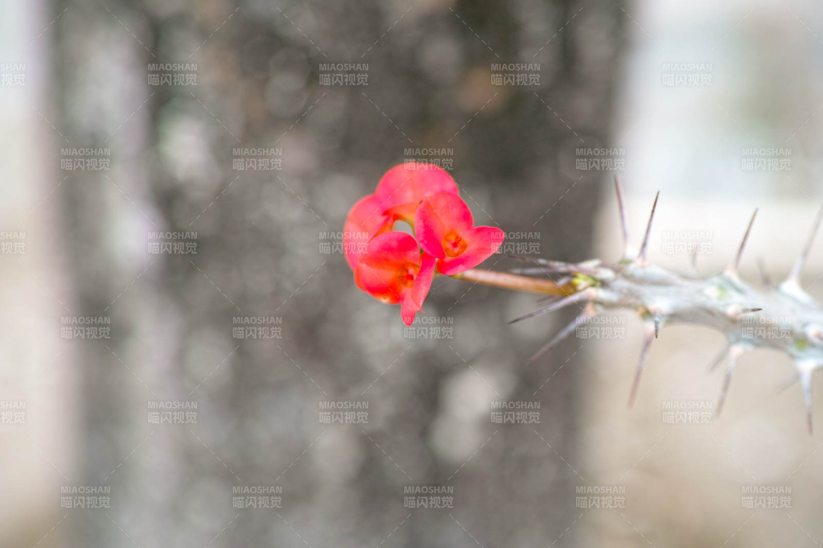 虎杖红花刺枝绽放图片
