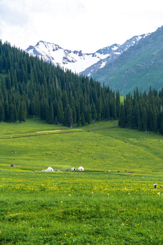 赛里木湖雪山绿野风光图片