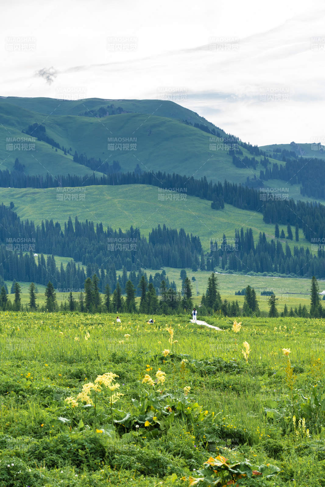 那拉提草原绿野山花图图片