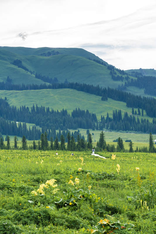 那拉提草原绿野山花图图片
