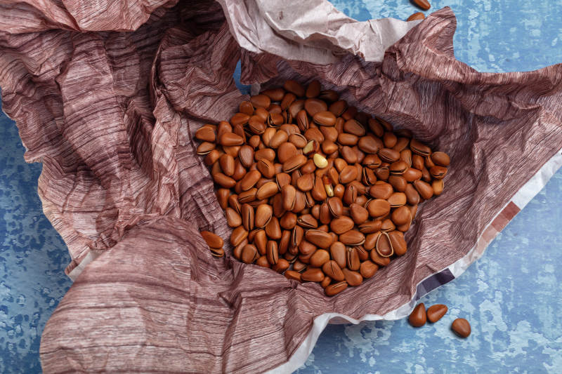 袋中松子散落图片